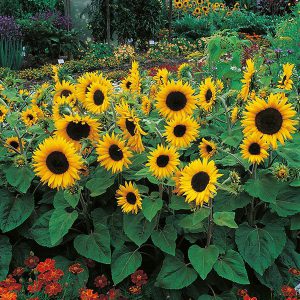 Sunflower Little Dorrit F1 Seeds