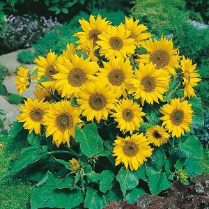 Sunflower Little Leo Seeds