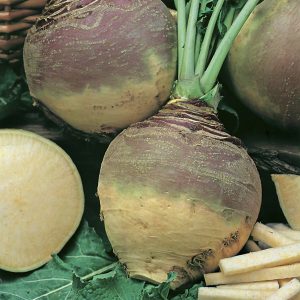 Swede Best of All Seeds