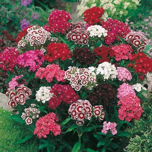 Sweet William Single Mixed Seeds