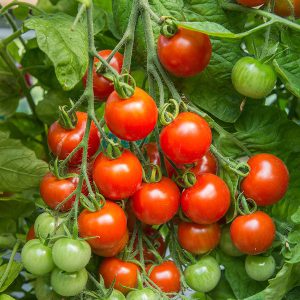 Tomato (Cherry) Gardener’s Delight Seeds