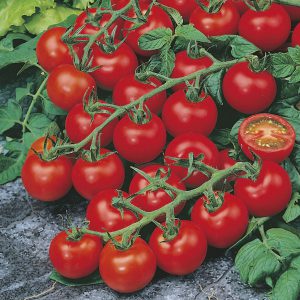 Tomato (Cherry) Red Cherry Seeds