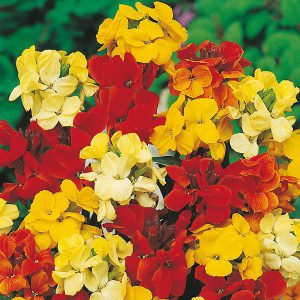 Wallflower Dwarf Bedding Mixed Seeds