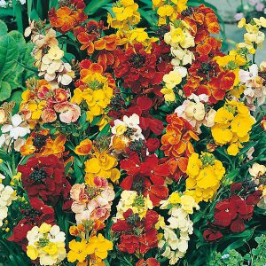 Wallflower Monarch Fair Lady Mix Seeds
