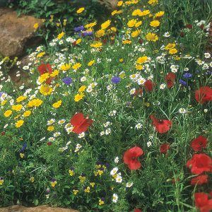 Wildflower Cornfield Mixture Seeds