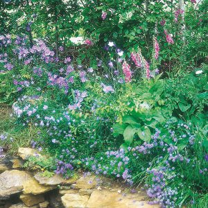 Wildflower Woodland Mixture Seeds