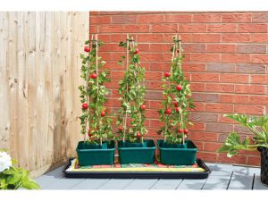 Tomato Gro-Box Triple Pack