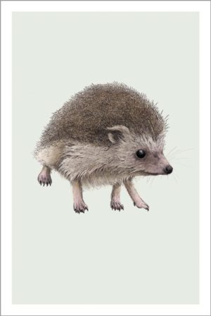 Hedgehog Note Cards