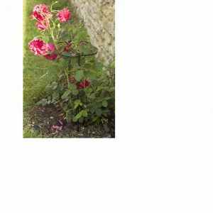 Gro-Hoops 30cm, 55cm legs 2-pk