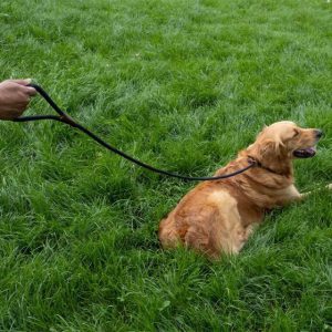 Primo – Jet Walkabout Dog Slip Lead (150 x 1cm)
