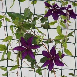 Climbing Plant and Fencing Mesh, Green, 50mm, W1M x 5m