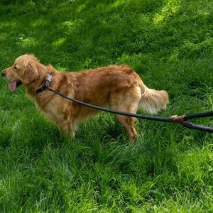 Primo – Jet Walkabout Dog Long Lead (150 x 1cm)