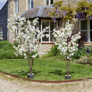 White Cherry Tree 170cm