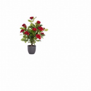 Regent’s Roses 60cm – Ruby Red